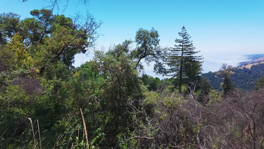 Video from Tin House Trail in Big Sur, California, USA. Scenic mountain slopes above the Pacific Ocean with coastal fog, wild vegetation, and historic trail views in Julia Pfeiffer Burns State Park