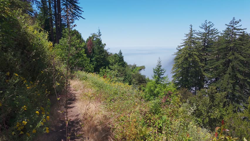Video from Tin House Trail in Big Sur, California, USA. Scenic mountain slopes above the Pacific Ocean with coastal fog, wild vegetation, and historic trail views in Julia Pfeiffer Burns State Park
