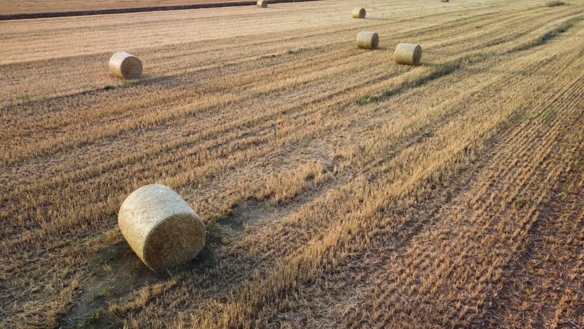Round hay bales dot a vast, dry field in Greece, creating a serene agricultural landscape.