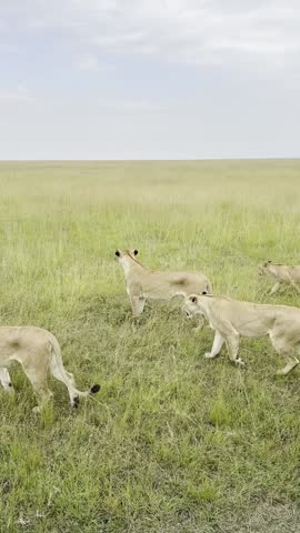 Lion Pride on African Savanna Path