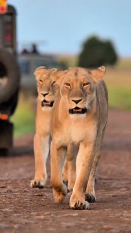 Lion Pride on African Savanna Path