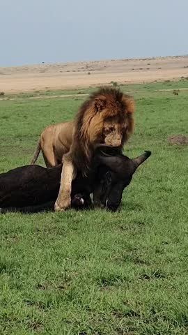 Lion Hunting Buffalo in African Savanna