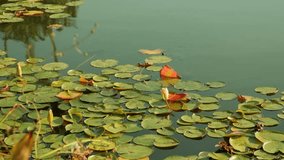Beautiful aesthetic green lily pads water lilies (Nymphaeaceae)  in a peaceful pond at balboa park san diego california on a sunny day with turtles swimming in water - Powered by Shutterstock - Get 15% off with code: PIKWIZARD15