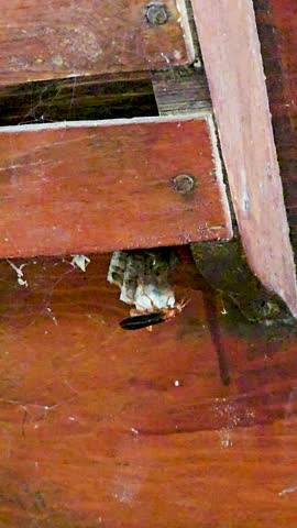 Handheld video of what is likely Red Paper Wasp Polistes carolina on a nest.