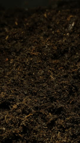 Growing seeds rising from soil vertical time lapse video.