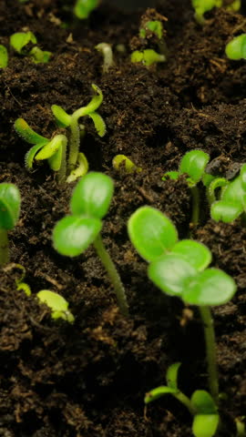 Growing seeds rising from soil vertical time lapse video.