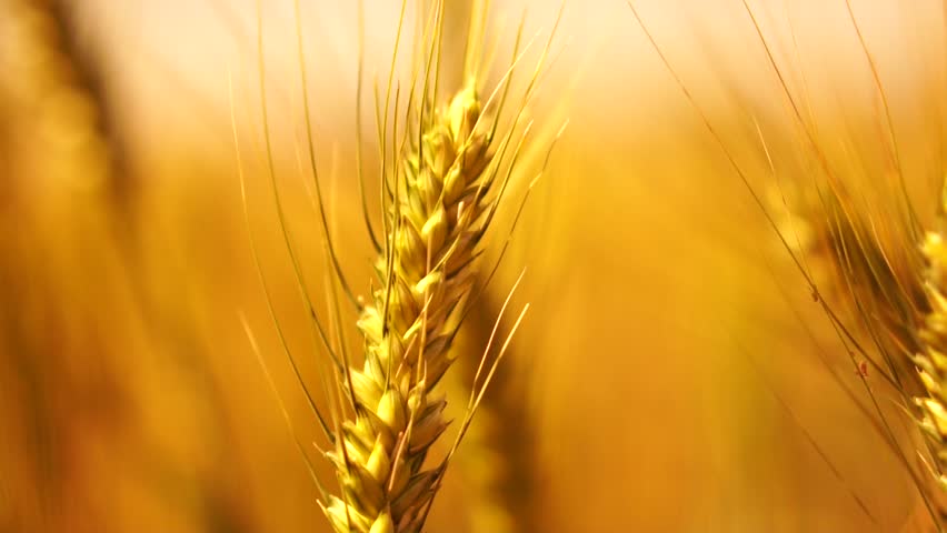 A close up of a golden wheat stalk with a bright yellow hue