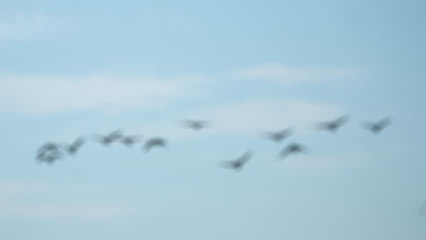 Flock of geese flying and migrating. Summer day. Blue sky.