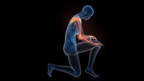 Human Skeleton System Upper Limb Bone Joints Anatomy Animation Concept - Powered by Shutterstock - Get 15% off with code: PIKWIZARD15