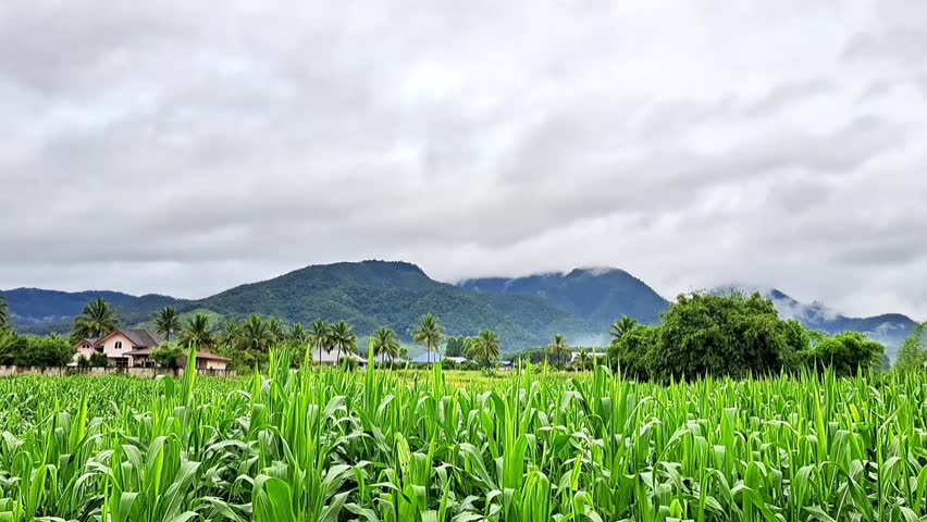 Clouds are moving over the mountains and cornfields in the morning.