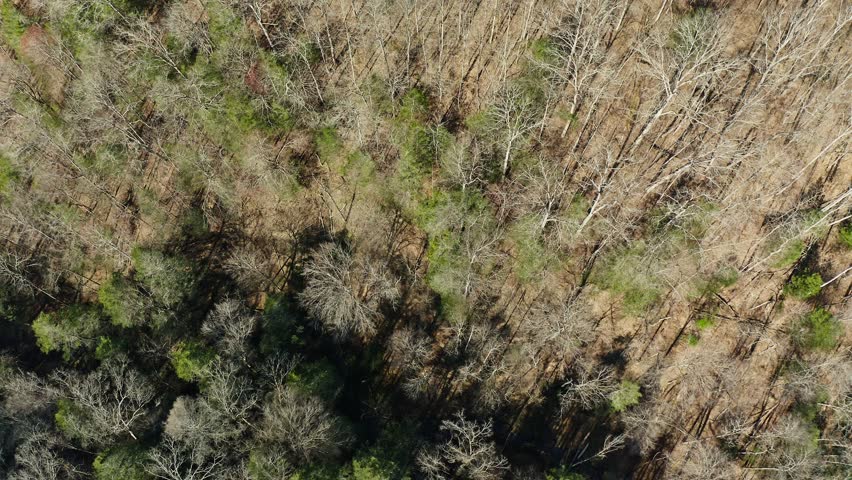 Aerial view of bare trees and the Double Arch rock formation at Red River Gorge in Kentucky in early spring