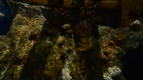 Video of Fish in aquarium