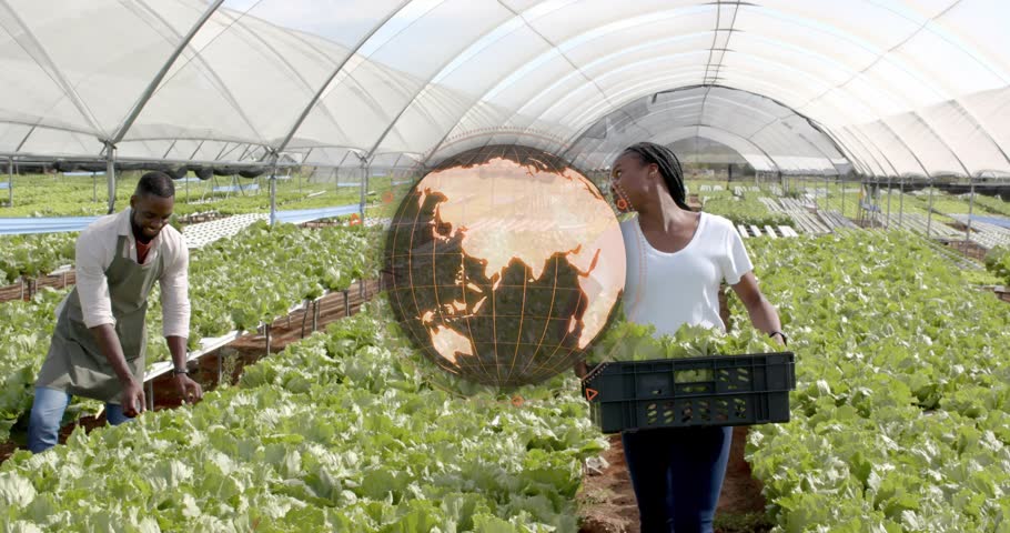 Upon globe overlay appearing farm worker shifting crate filling lettuce while man harvesting. Horticulture, sustainability, innovation, urban farming, eco-friendly, teamwork, greenhouse