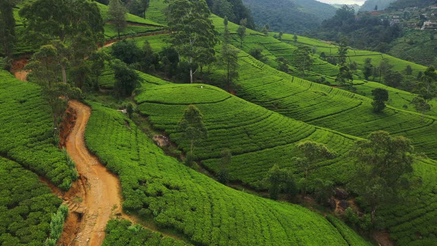 An aerial drone captures a tourist woman in white standing among the lush green tea fields of Sri Lanka. The serene, terraced landscape provides a beautiful setting, perfect for eco-tourism, travel