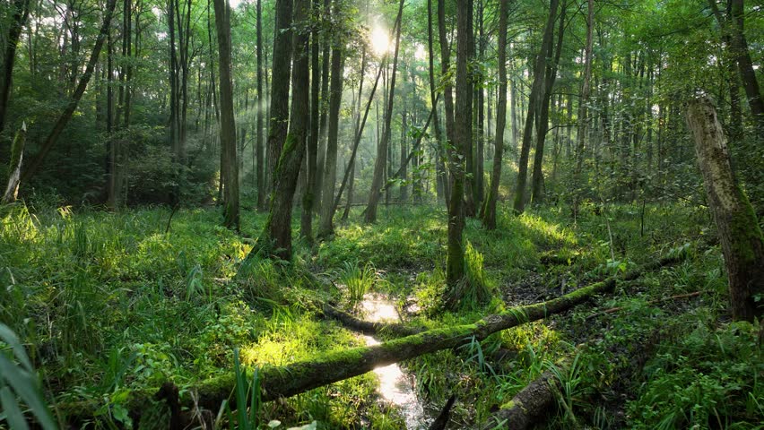 Sunny morning in the forest - aerial shot