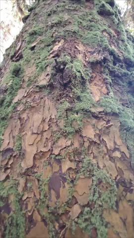 The shady pine trees during the day make it very beautiful