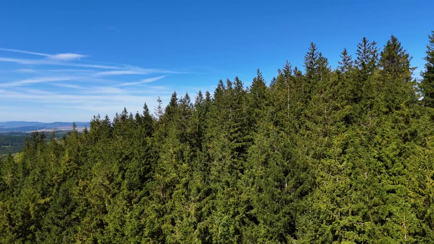 Drone view autumn view coniferous forest hills mountains USA.
