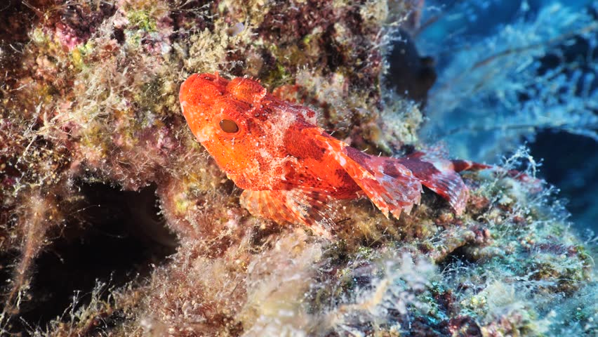 Scorpaena porcus scorpionfish close up underwater