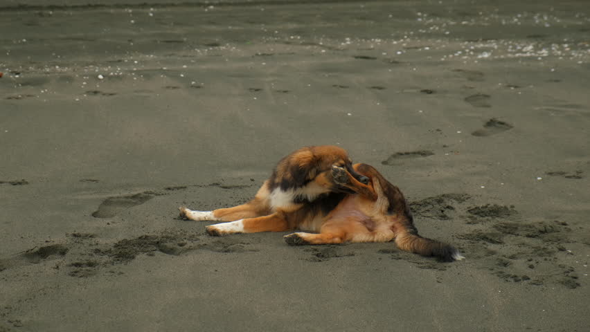 Homeless brown dog playing and running from waves on sea beach. Long wave washed stray dog from sandy coast. Wildlife of pet animals outdoors. Wave suddenly engulfs dog lying on sand.
