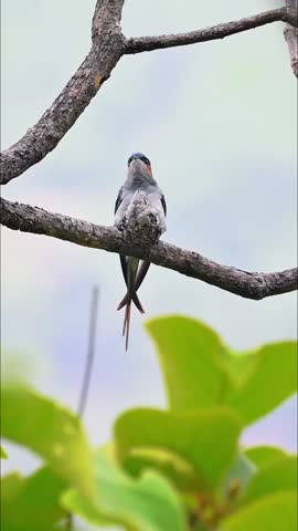 Detailed Close-up of a Small Blue-Gray Bird with Forked Tail Perched on a Dry Tree Branch