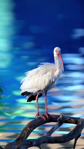 Striking White Ibis Bird Perched on a Deadwood Log Against Vibrant Blue Water Background