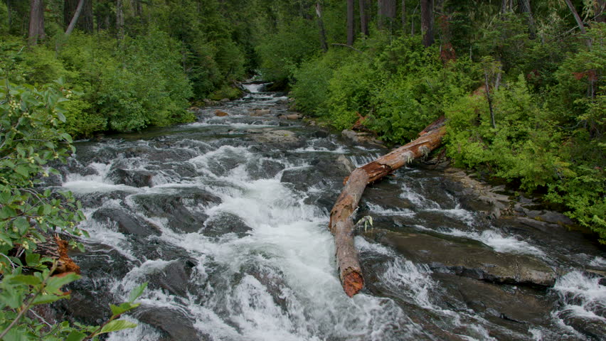 A stream in Mont Rainier National Park