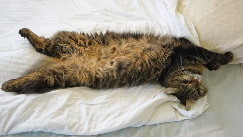 Portrait of Funny Gray Kitten Lying on White Textile. Sleepy Favorite Pet. Copy Space. Young Cat Posing, Stretching enjoy. Happy Little Cat Lovely Resting Pose. Love to Animals. Kitty Close up.