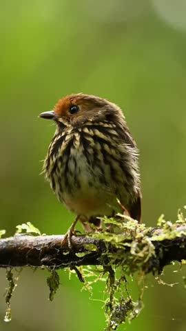 Small Tropical Bird with Streaked Chest Plumage Perched on Mossy Branch in Lush Green Rainforest