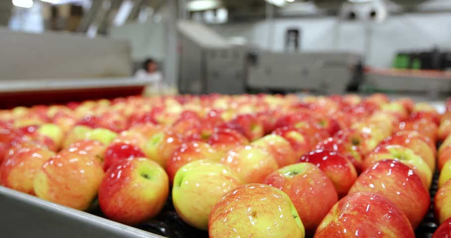 Clean and fresh apples, after being washed, moved, and rolled along a conveyor for machine sorting in a fruit processing facility, are ready for packaging and distribution to markets and supermarkets.