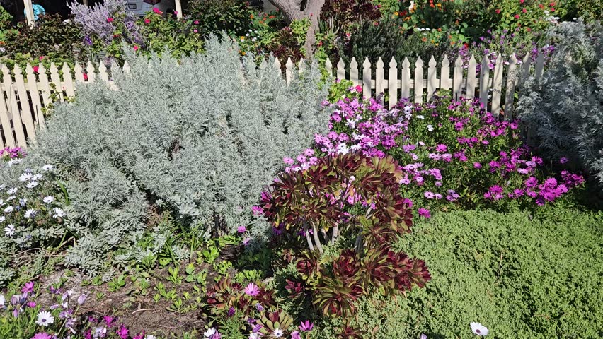 It's spring time and the gottage gardens are in full bloom the flower colors range from white to pink  red and yellow .