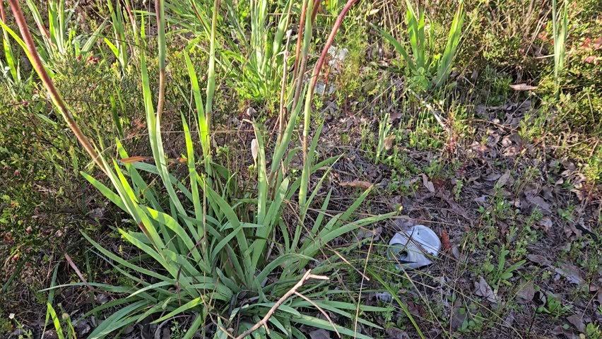 The kangaroo paw flower is native to Australia and is a stunning plant with the red and green flower that can be seen each spring time 