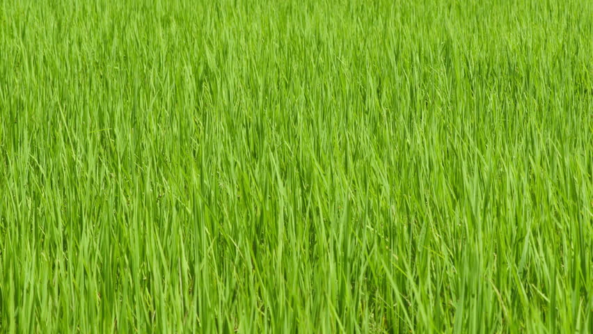 Rice field closeup perspective capturing dense expanse of young, vibrant green rice plants thriving cultivated agricultural environment. view emphasizes uniform growth healthy foliage of rice crop,