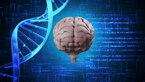 Brain model materializing, rotating right, binary drifting and code filling frame for visualization. Neuroscience, biotechnology, digital, futuristic, innovation, data visualization, 3d render - Powered by Shutterstock - Get 15% off with code: PIKWIZARD15