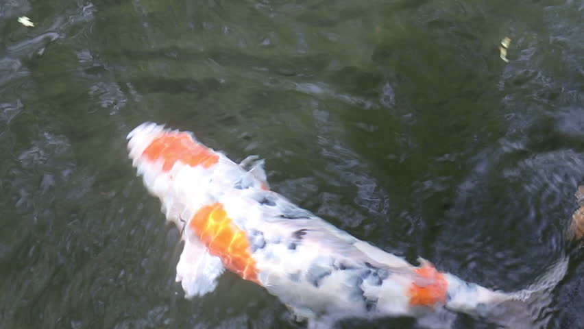 Two Koi carps swimming in pond