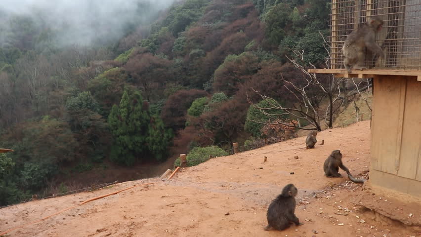 Landscape of Iwatayama Monkey Park in Kyoto, Japan, with Japanases macaque monkeys