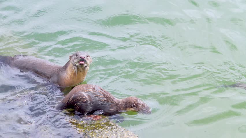 Wild otter from island of Borneo, Sandakan. But in absence of persecution and the presence of fish in cities, otter becomes trusting. Hairy-nosed Otter (Lutra sumatrana) caught a catfish