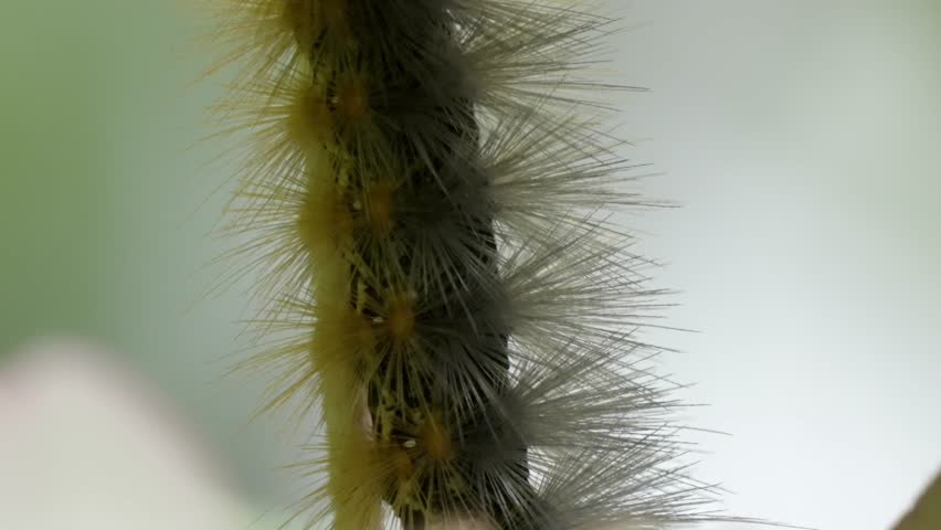 Close-up Macro Shot of Hairy Caterpillar on Stem, Nature Wildlife Detail