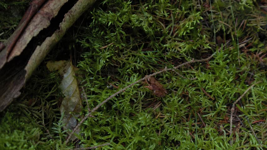 Close-up video of a small frog jumping across moss in forest, natural wildlife macro scene.