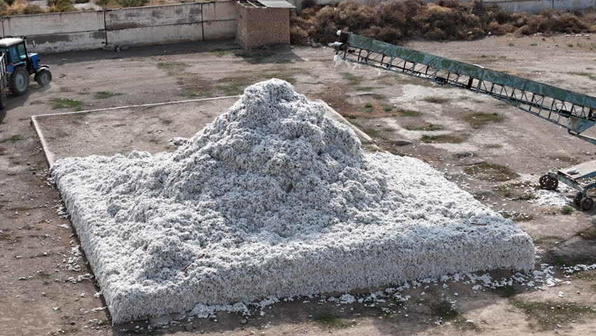 A tractor with three trailers loaded with raw cotton passes a large stack of harvested cotton. Aerial view. Shot with a drone.