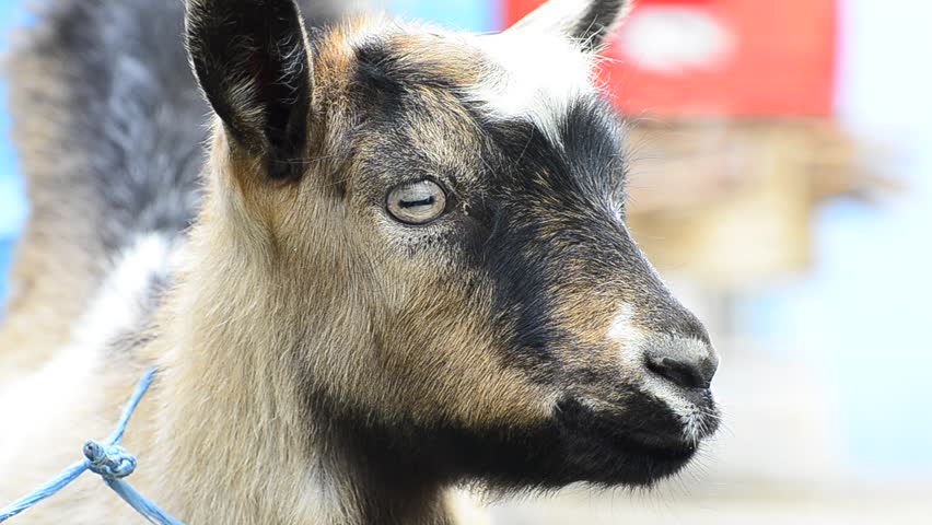 HD: Young mountain goat kid extreme close up