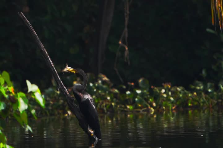 darter bird catching a fish in its beak, beautifully highlighted by backlight. The dramatic lighting emphasizes the bird’s elegant silhouette and the sparkling water, capturing the perfect moment.