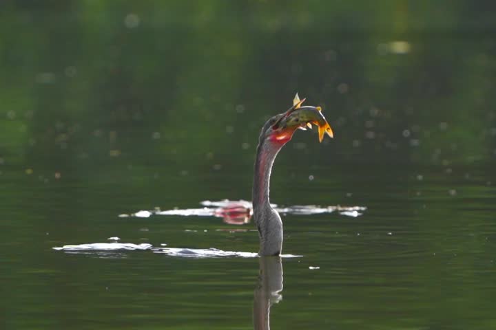 darter bird catching a fish in its beak, beautifully highlighted by backlight. The dramatic lighting emphasizes the bird’s elegant silhouette and the sparkling water, capturing the perfect moment.