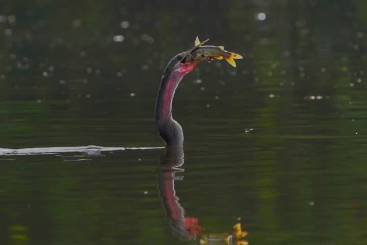 darter bird catching a fish in its beak, beautifully highlighted by backlight. The dramatic lighting emphasizes the bird’s elegant silhouette and the sparkling water, capturing the perfect moment.