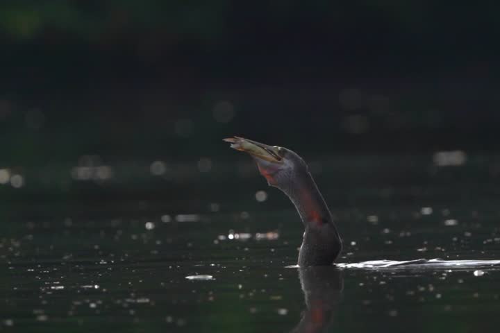 darter bird catching a fish in its beak, beautifully highlighted by backlight. The dramatic lighting emphasizes the bird’s elegant silhouette and the sparkling water, capturing the perfect moment.