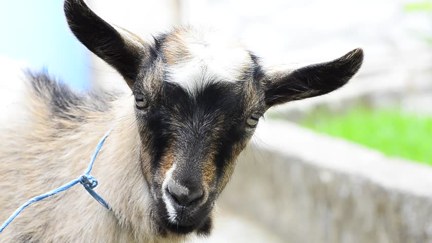 HD: Young mountain goat kid close up