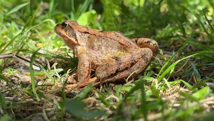 Brown common frog (Rana temporaria) sits among grass in the Italian Alps, captured in daylight macro footage.