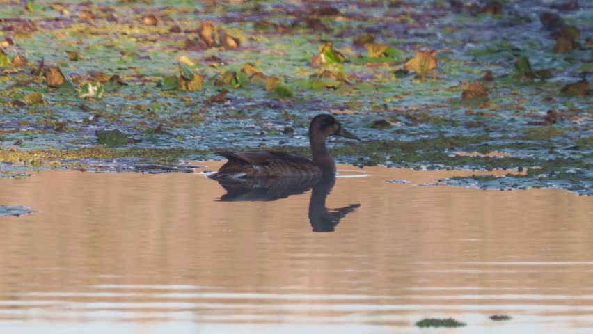 Mallard or wild duck, juvenile birds, bird taking flight from the water, Anas platyrhynchos