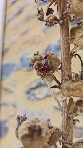 Vertical shot of firebugs crawling on dry hollyhock stems and seed pods.