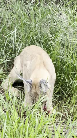 African Caracal Feeding in Grassland