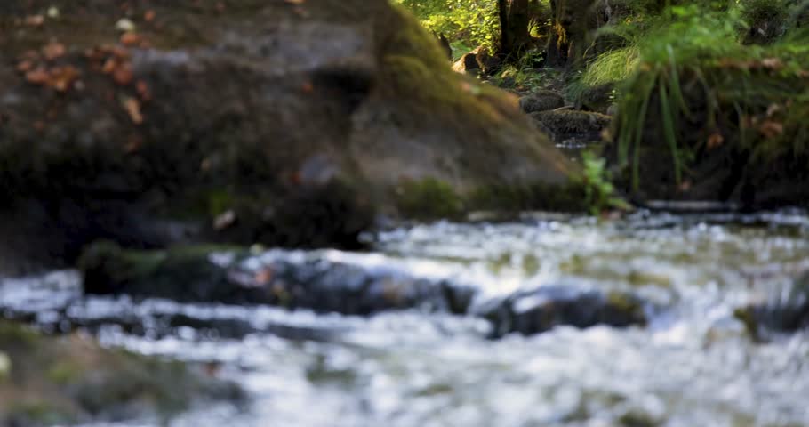 Two deer crossing a river in a lush green forest at sunrise. Tilt up shot revealing a pristine mountain landscape with animals and undisturbed nature.